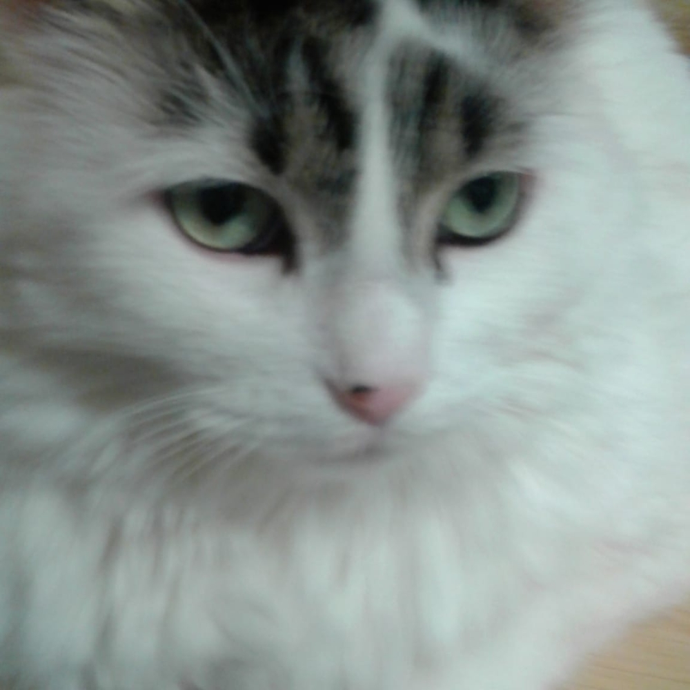 Meet your Posher, Thomas